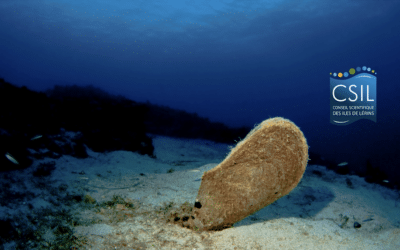 Will there soon be Pinna nobilis in the Bay of Cannes?